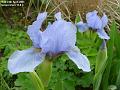 2003-0424Iris